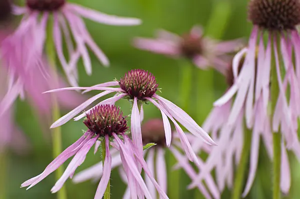509237 - Pale purple cone flower (Echinacea pallida)