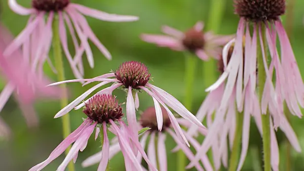 509245 - Pale purple cone flower (Echinacea pallida)