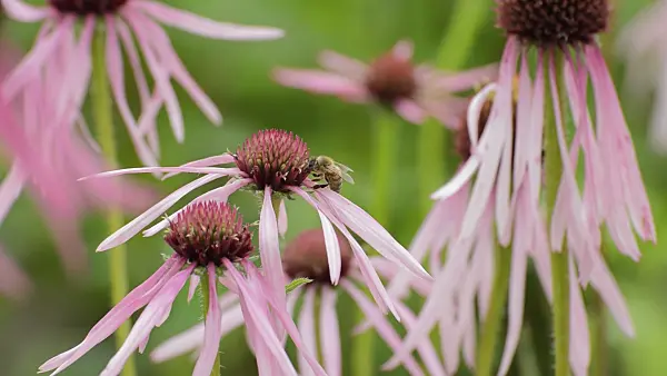 509246 - Pale purple cone flower (Echinacea pallida) and bee (Apis)