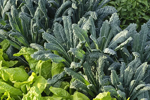 475209 - Palm cabbage (Brassica oleracea var. palmifolia)