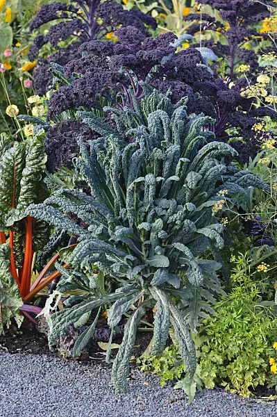 477055 - Palm cabbage (Brassica oleracea var. palmifolia)