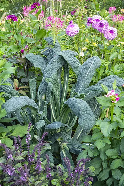 625052 - Palm cabbage (Brassica oleracea var. palmifolia 'Nero di Toscana')