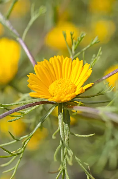 498195 - Palm Springs daisy (Cladanthus arabicus)