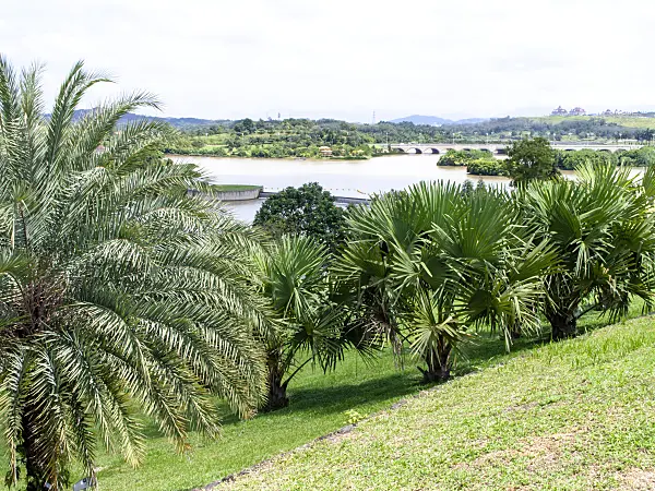 434321 - Palm trees on a hill overlooking Putrajaya, Malaysia
