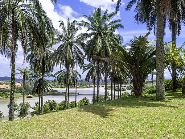 434325 - Palm trees on a hill overlooking Putrajaya, Malaysia