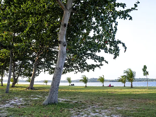 434194 - Palm trees on the beach, Changi Beach, Singapore