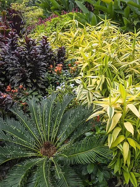 411101 - Palm trees with lush, dense planting in a tropical garden