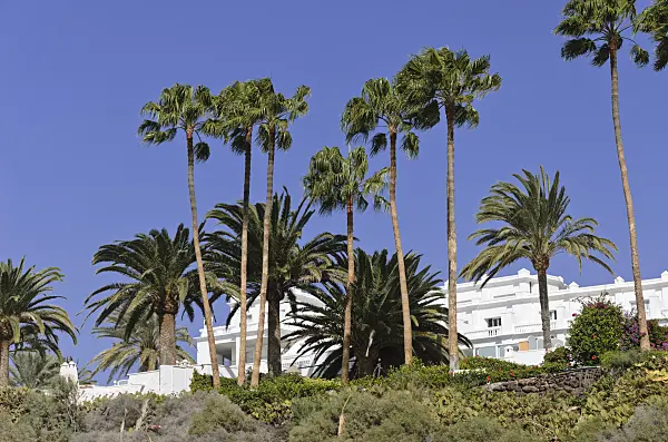 564050 - Palms, Playa del Ingles, Gran Canaria, Spain