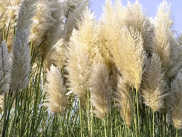 465189 - Pampas grass (Cortaderia selloana)