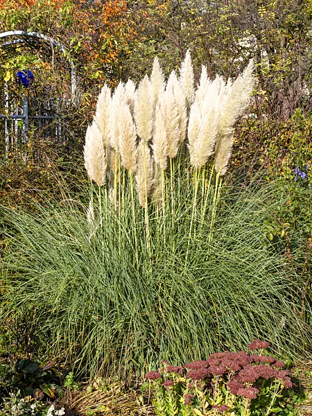 465267 - Pampas grass (Cortaderia selloana)