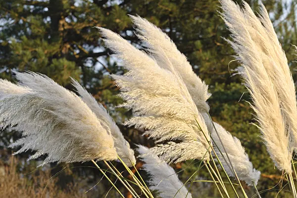 466058 - Pampas grass (Cortaderia selloana)
