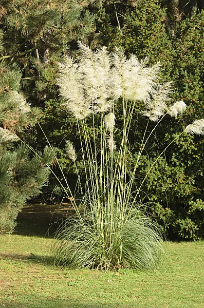 525412 - Pampas grass (Cortaderia selloana)