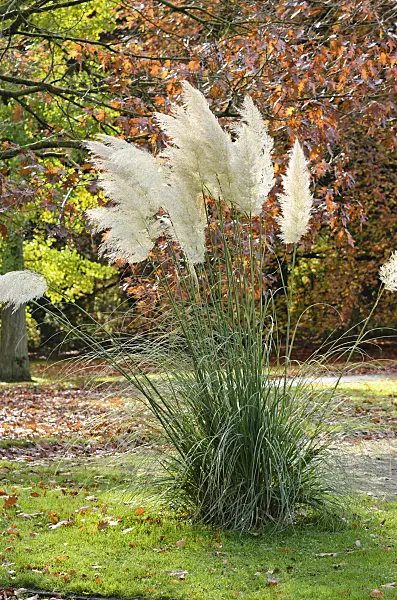 525413 - Pampas grass (Cortaderia selloana)