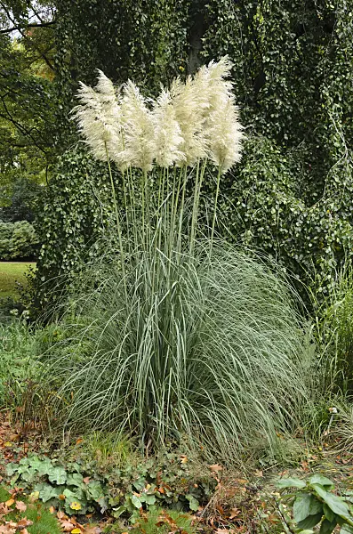 549084 - Pampas grass (Cortaderia selloana)