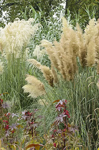549099 - Pampas grass (Cortaderia selloana)