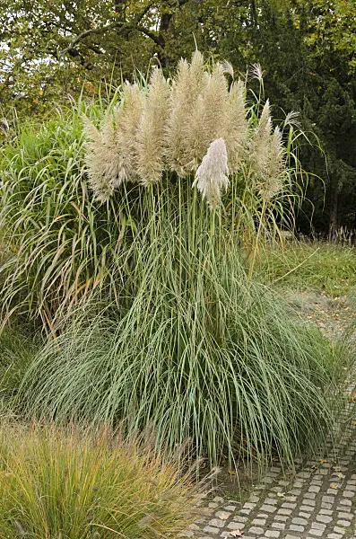 549130 - Pampas grass (Cortaderia selloana)