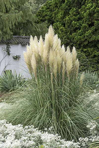 616375 - Pampas grass (Cortaderia selloana 'Pumila')