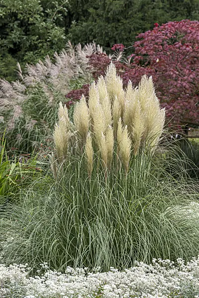 616376 - Pampas grass (Cortaderia selloana 'Pumila')
