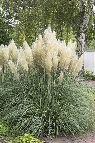 635028 - Pampas grass (Cortaderia selloana 'Pumila')