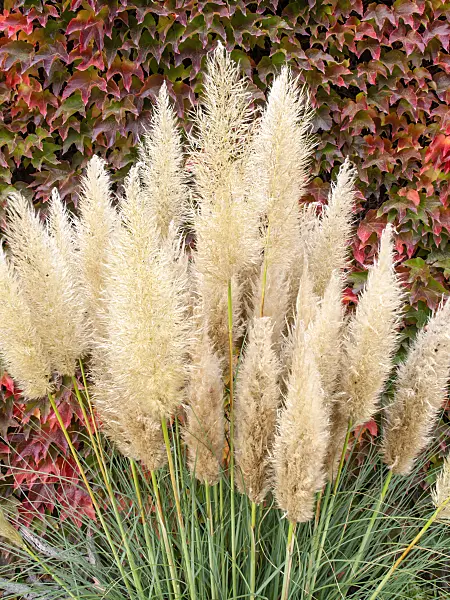 465106 - Pampas grass (Cortaderia selloana 'Pumila') and Japanese creeper (Parthenocissus tricuspidata)