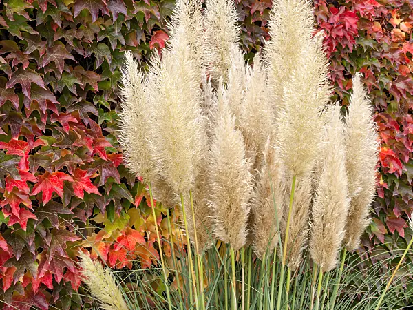 465107 - Pampas grass (Cortaderia selloana 'Pumila') and Japanese creeper (Parthenocissus tricuspidata)