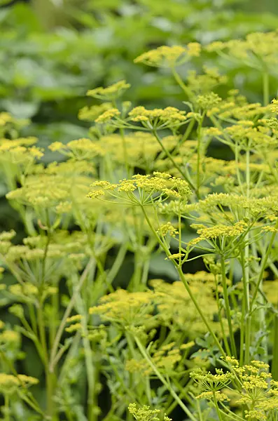 521528 - Panais (Pastinaca sativa)