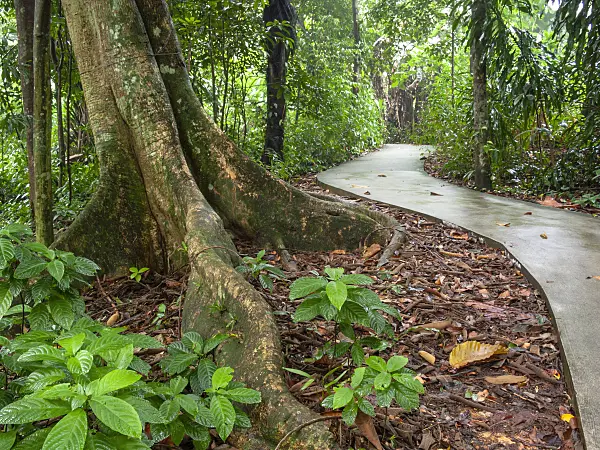 411142 - Panama rubber tree (Castilla elastica)
