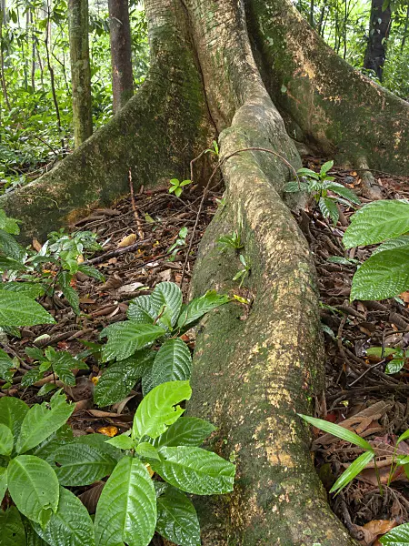 411143 - Panama rubber tree (Castilla elastica)