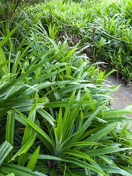 434177 - Pandan leaves (Pandanus amaryllifolius)