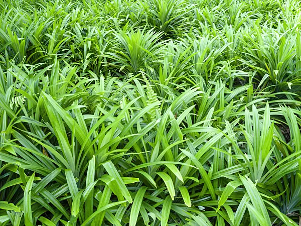 434179 - Pandan leaves (Pandanus amaryllifolius)