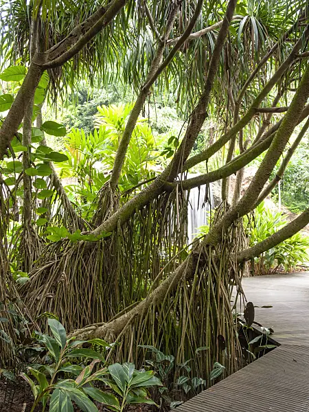 411181 - Pandanus