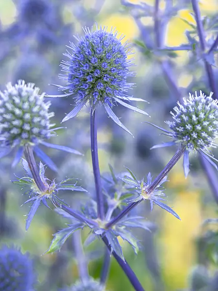 427118 - Panicaut bleu des Alpes (Eryngium alpinum 'Blue Star')