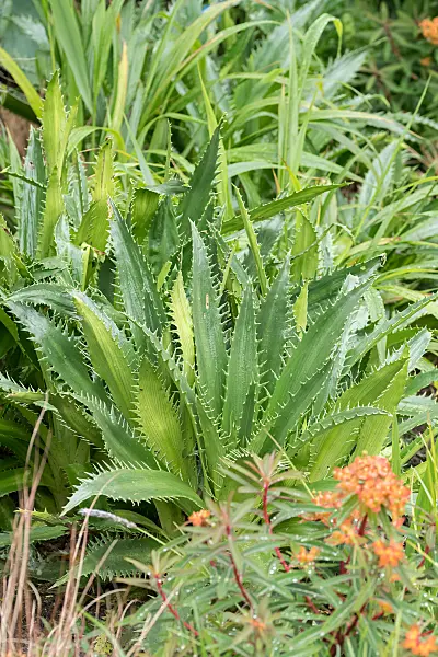 664136 - Panicaut (Eryngium agavifolium)