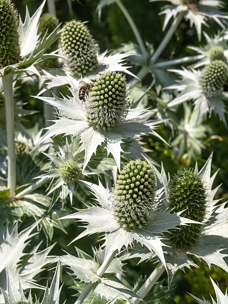 439261 - Panicaut géant (Eryngium giganteum)