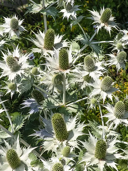439262 - Panicaut géant (Eryngium giganteum)