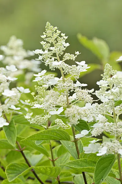 475004 - Panicle hydrangea (Hydrangea paniculata)