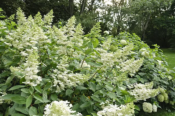 486230 - Panicle hydrangea (Hydrangea paniculata)