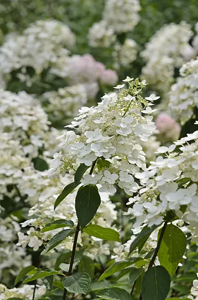523023 - Panicle hydrangea (Hydrangea paniculata)