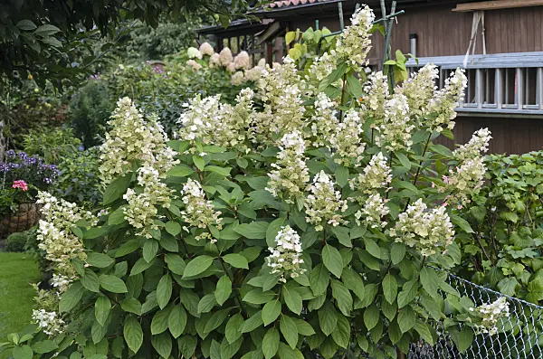 524091 - Panicle hydrangea (Hydrangea paniculata)