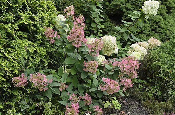 524192 - Panicle hydrangea (Hydrangea paniculata)