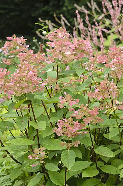 535096 - Panicle hydrangea (Hydrangea paniculata)