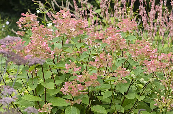 535097 - Panicle hydrangea (Hydrangea paniculata)