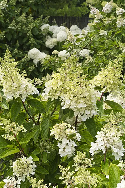 546054 - Panicle hydrangea (Hydrangea paniculata)