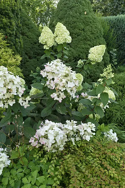 559094 - Panicle hydrangea (Hydrangea paniculata)