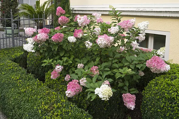 559140 - Panicle hydrangea (Hydrangea paniculata) and boxwood (Buxus)