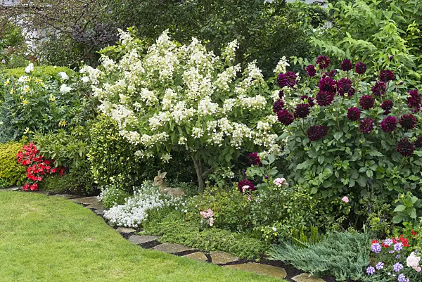 559113 - Panicle hydrangea (Hydrangea paniculata) and dahlias (Dahlia)