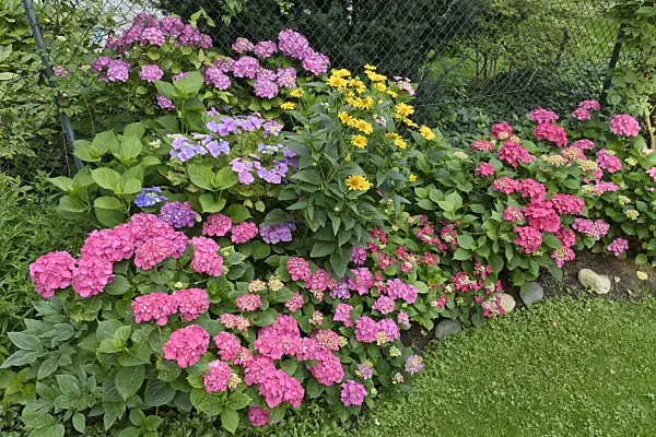 572102 - Panicle hydrangea (Hydrangea paniculata) and false sunflower (Heliopsis helianthoides var. scabra)