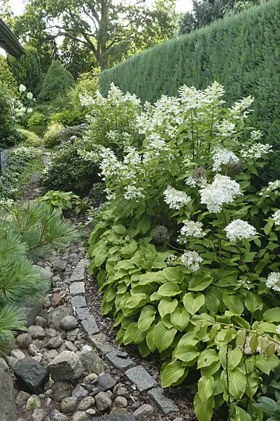 559092 - Panicle hydrangea (Hydrangea paniculata) and plantain lilies (Hosta)