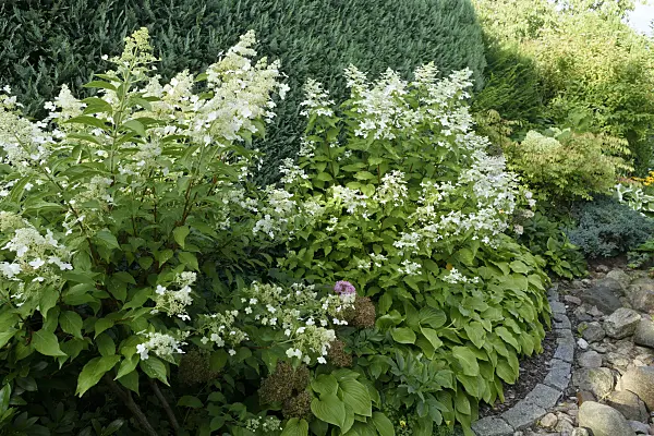 559095 - Panicle hydrangea (Hydrangea paniculata) and plantain lilies (Hosta)