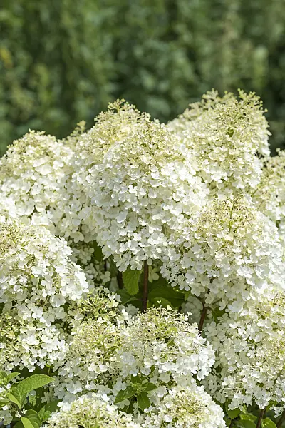 625236 - Panicle hydrangea (Hydrangea paniculata 'Bobo')